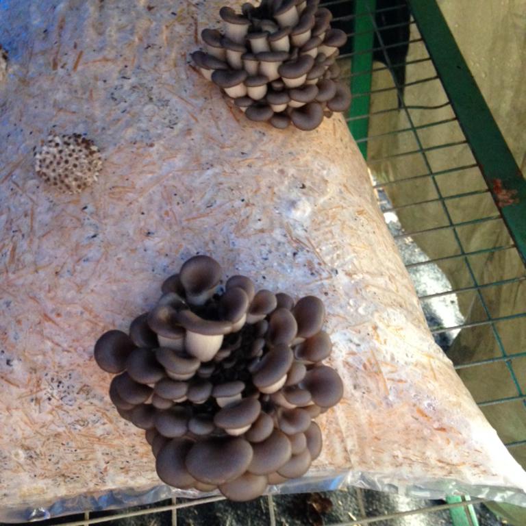 Black_oyster_mushrooms_2