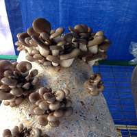 Black_oyster_mushrooms_3